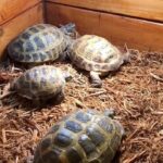 Mulch for Russian Tortoise Bedding