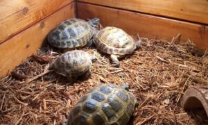 Are Russian Tortoises Social
