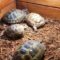 Select a Healthy Russian Tortoise