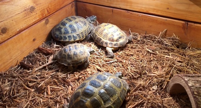Select a Healthy Russian Tortoise