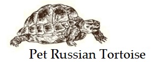 Pet Russian Tortoise