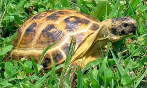 Are Russian Tortoises Good Pets
