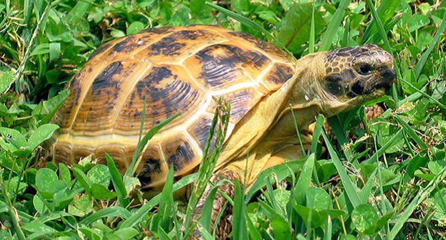 Are Russian Tortoises Good Pets