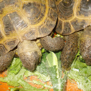 Best Vitamins for Russian Tortoise