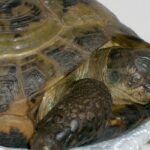 Respiratory Infection in Russian Tortoises