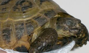 Respiratory Infection in Russian Tortoises