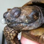Is My Pet Russian Tortoise Sick