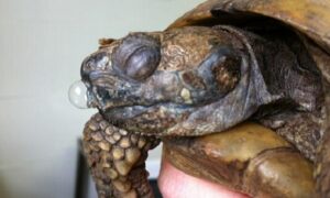 Is My Pet Russian Tortoise Sick