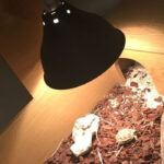 UV Light for Russian Tortoise Enclosure