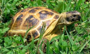 Safe Weeds for Russian Tortoises