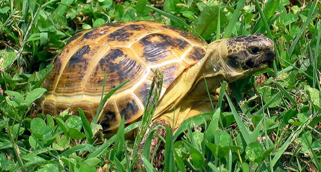 Safe Weeds for Russian Tortoises