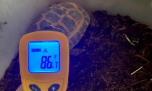 Digital Temperature Gun for Russian Tortoise