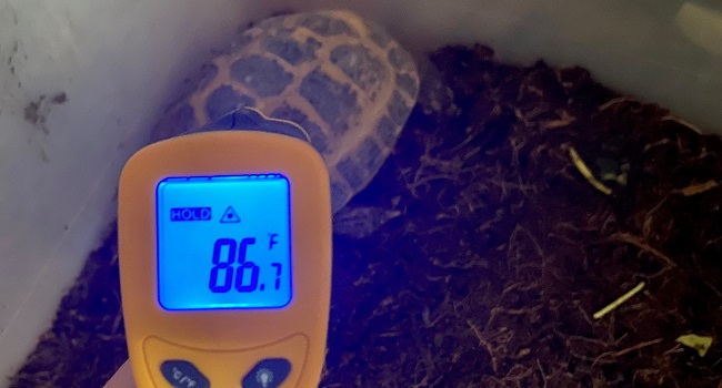 Digital Temperature Gun for Russian Tortoise