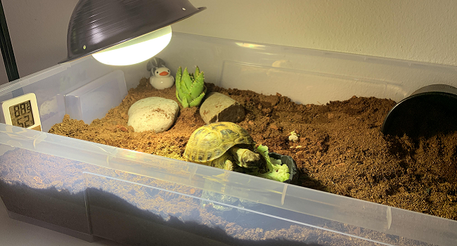 shallow indoor russian tortoise tub