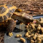 Best Tortoise Pellets for Russian Tortoise
