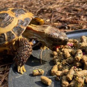 Best Tortoise Pellets for Russian Tortoise