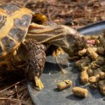 Food Plate for Russian Tortoise