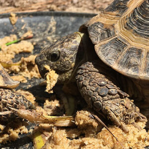 Mazuri Tortoise Diet for Russian Tortoise