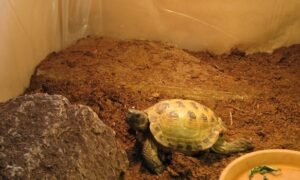 Best Substrate for Russian Tortoise