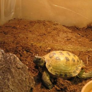 Organic Top Soil for Russian Tortoise