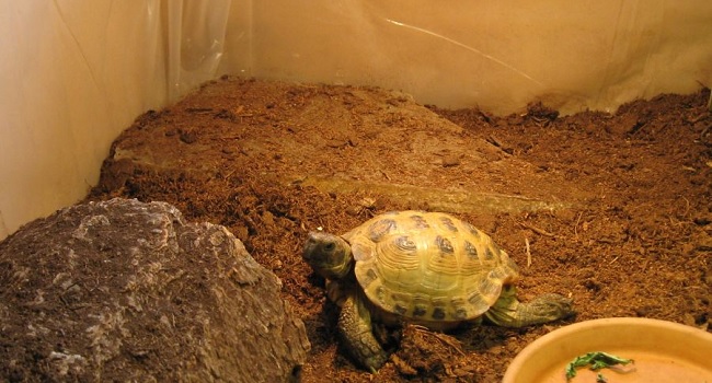 Organic Top Soil for Russian Tortoise