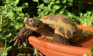 Water Bowl for Russian Tortoise