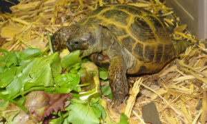 Can a Russian Tortoise Eat Spinach