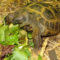 Can a Russian Tortoise Eat Spinach