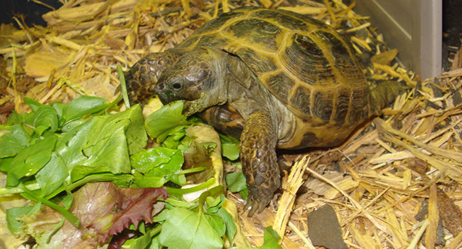 russian tortoise lettuce