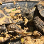 Compare Pellet Food for Russian Tortoises
