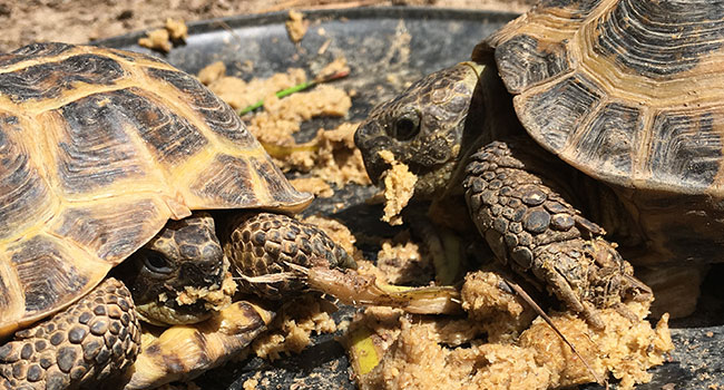 Compare Pellet Food for Russian Tortoises