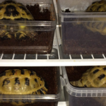 How to Safely Hibernate a Russian Tortoise