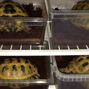 How to Safely Hibernate a Russian Tortoise