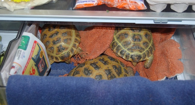 russian tortoises brumation