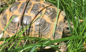 Can My Russian Tortoise Eat Grass