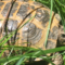 Can My Russian Tortoise Eat Grass
