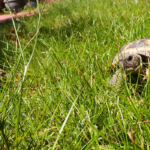Does Russian Tortoise Have To Go Outside