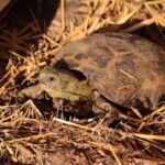 Do Russian Tortoises Hibernate?