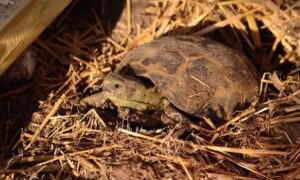 When Do Russian Tortoises Hibernate