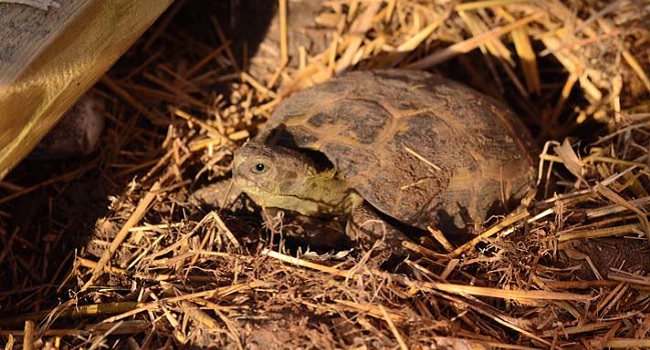 russian tortoises hibernate