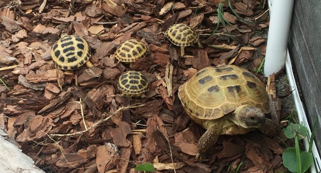 How Old Can a Russian Tortoise Live