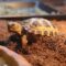 Russian Tortoise Indoor Enclosure