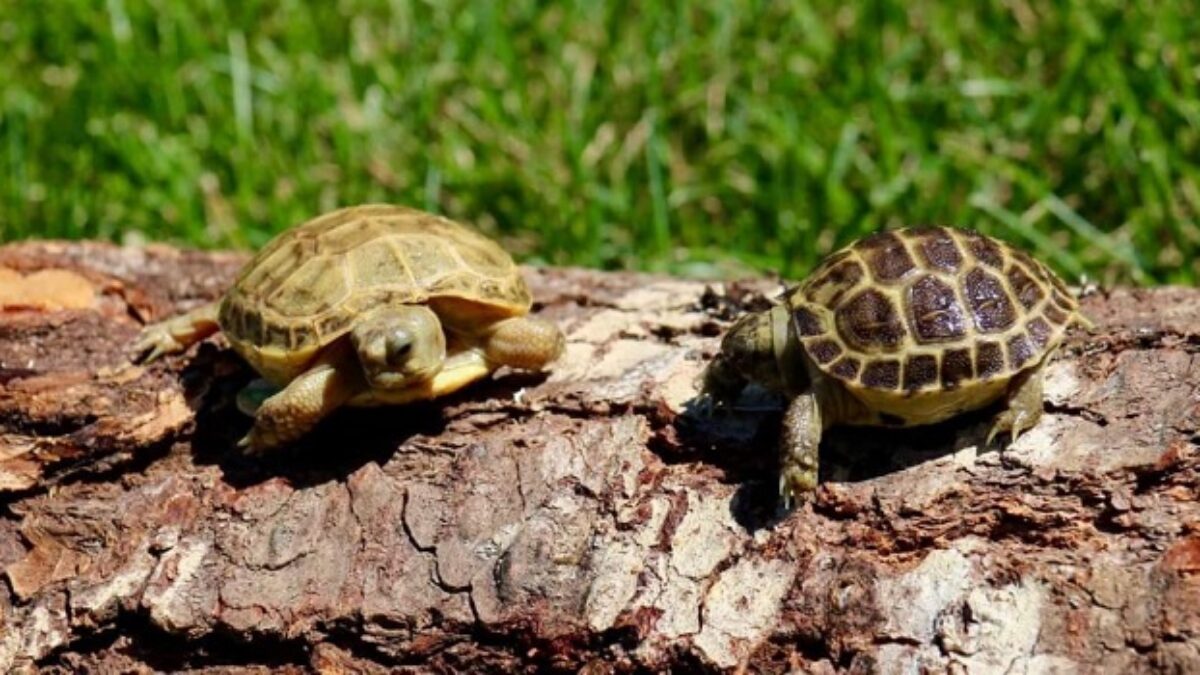 Russian Tortoise Size Chart How Big Do Russian Tortoises Get? vlr