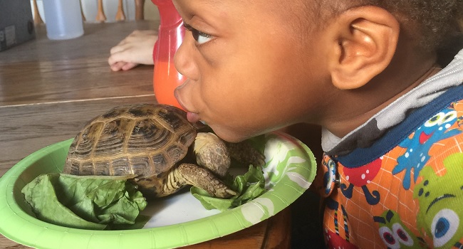 Can I Get Worms From My Tortoise?