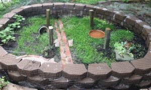 Safe Outdoor Enclosure for Baby Russian Tortoise