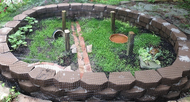 outdoor enclosure baby russian tortoise