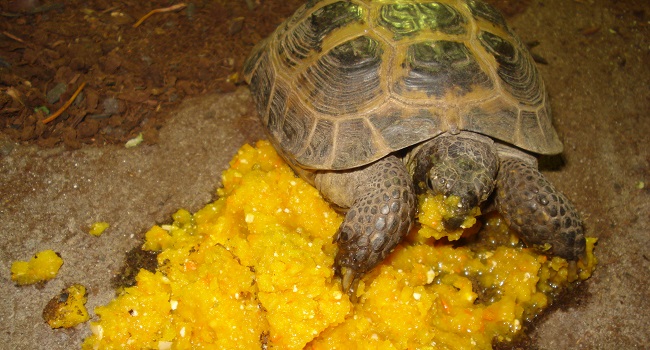 pumpkin for russian tortoise