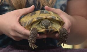 Russian Tortoise for Adoption