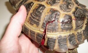 What are Russian Tortoise Predators