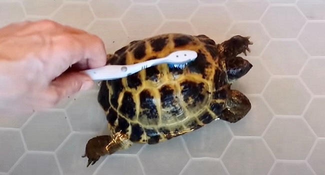 russian tortoise bath